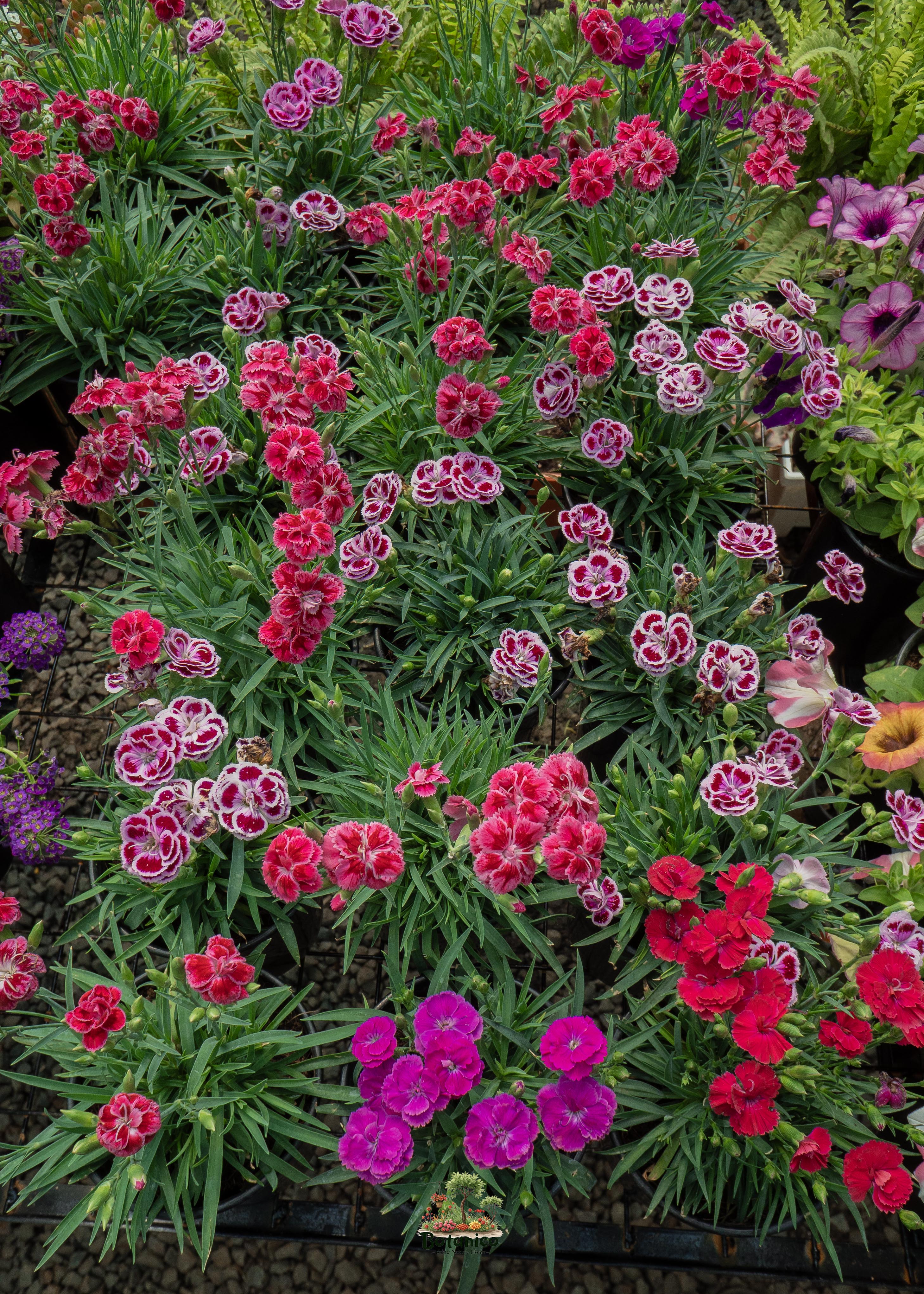 Dianthus