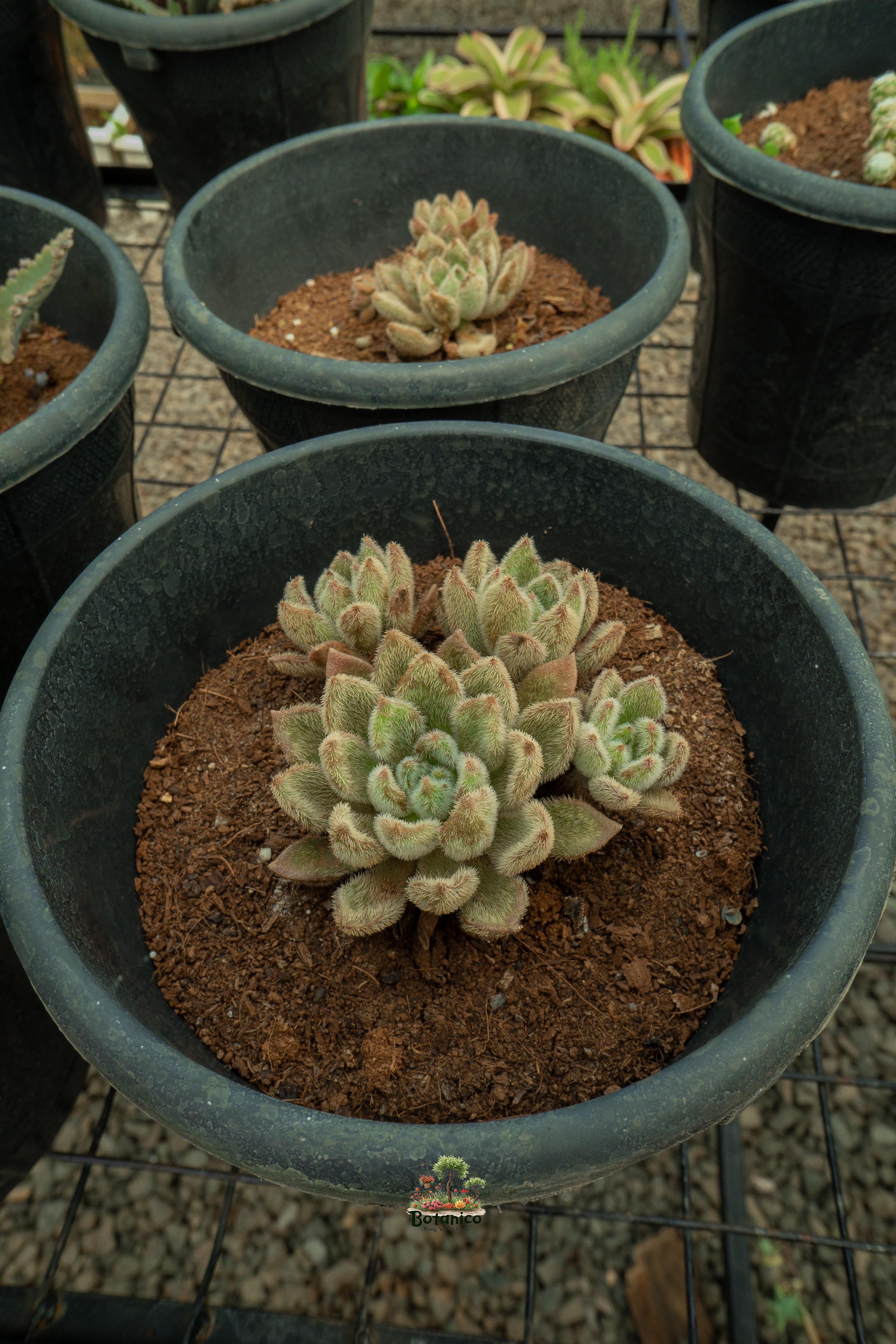 Mexican Fire Cracker