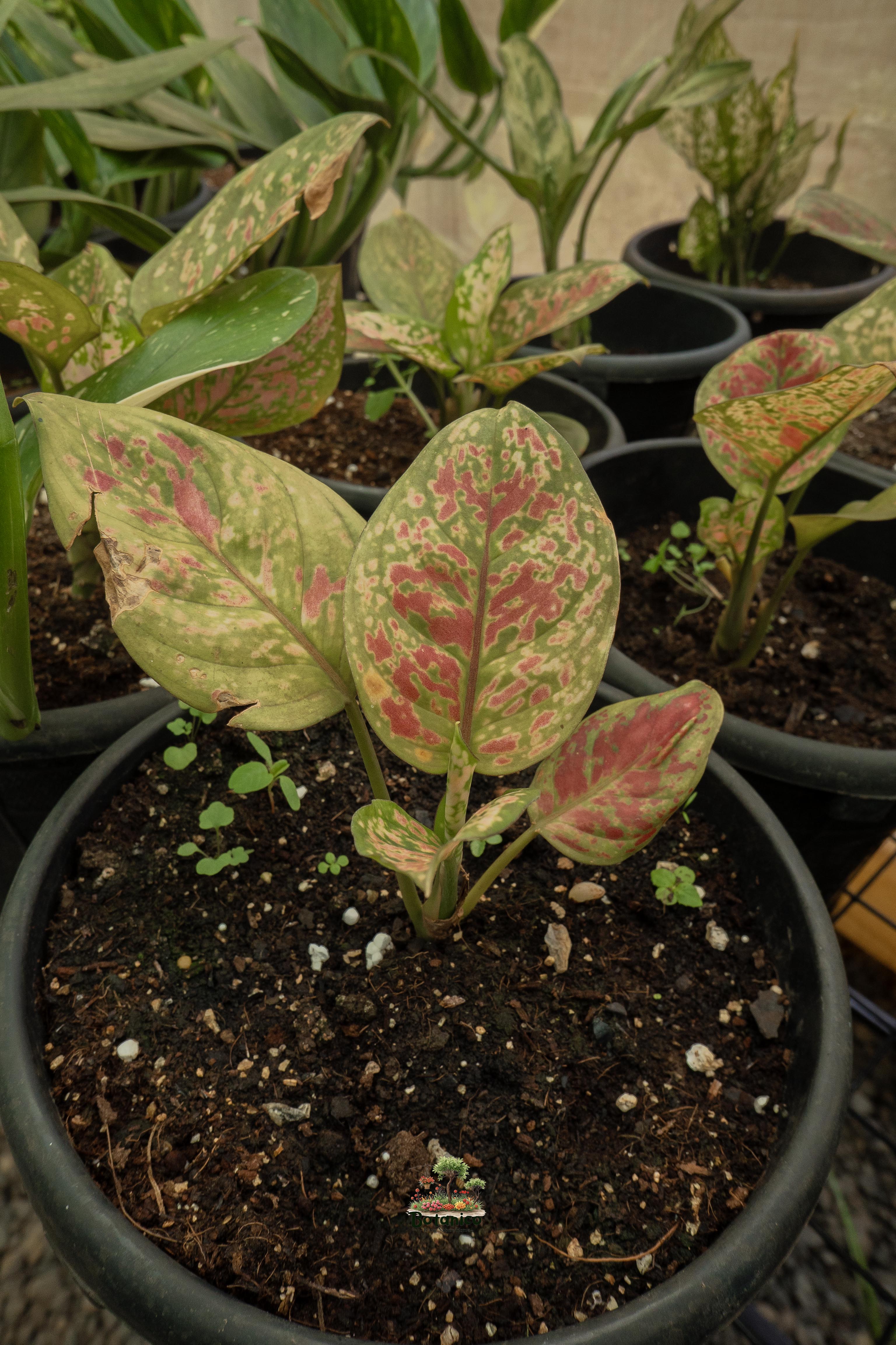 Pink Dalmatian Aglaonema