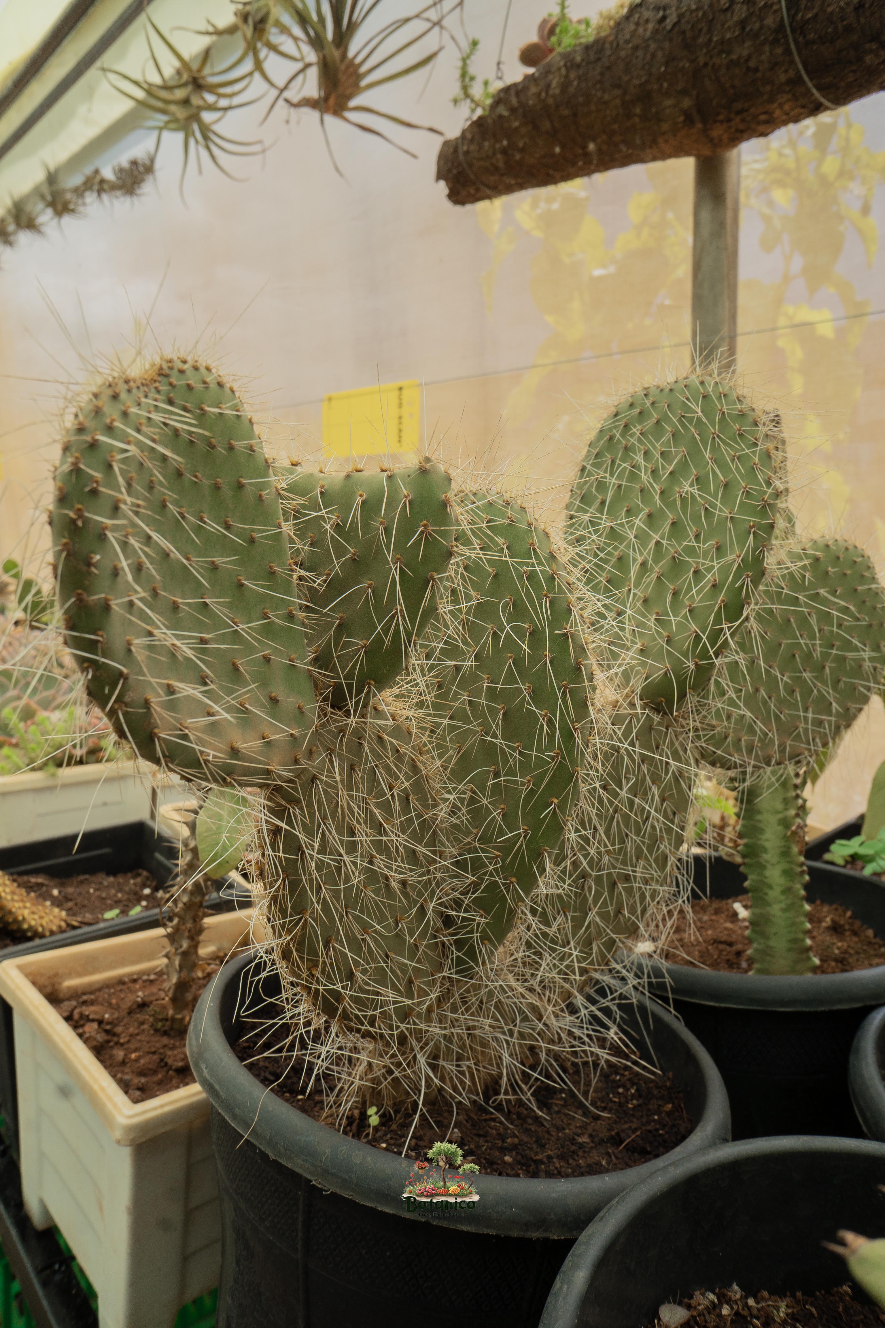 Arborescent Pricklypear