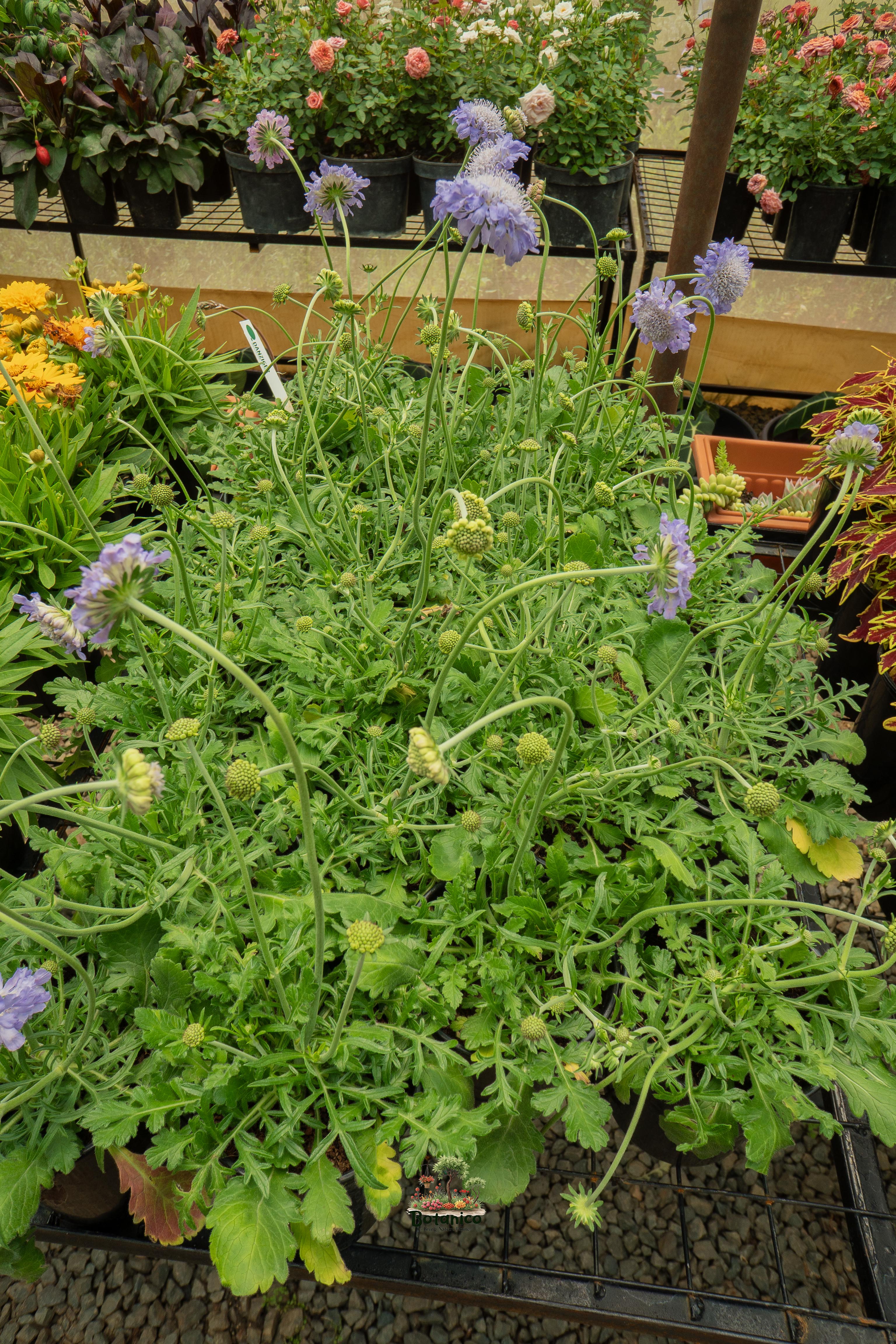 Scabiosa